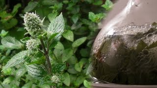 Steam distillation of peppermint [upl. by Mattheus]