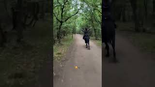 Masha Alloh🔥 horse horselover toshkent бишкек казахстан [upl. by Anoiuq]