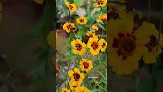 Coreopsis FLower flowers gardening homegarden [upl. by Frodin161]