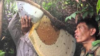 Harvesting Honey from Giant Honeybees in Cambodia [upl. by Sheline]