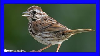 Song Sparrow Singing  Gorrión Cantor Cantando  Melospiza Melodia [upl. by Merriam960]