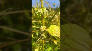 අගමුල නැති වැල 🌱Cuscuta Parasitic plant shorts tiktok viral trendingsrilanka sinhala [upl. by Gitlow]