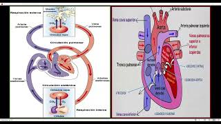 S6 Anatomía  Sistema cardiovascular humano II ABC [upl. by Jacie]