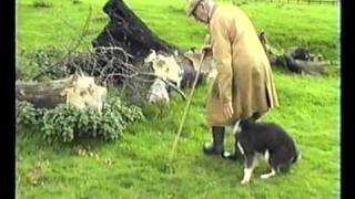 Sheepdog Training With Ted Hope Pt 2 [upl. by Hsara]