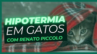 Hipotermia em gatos e em cães [upl. by Nodanrb]