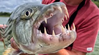 Catching MONSTER Tiger Fish in Zimbabwe with Live Tilapia  Watch How We Did It [upl. by Aivata640]