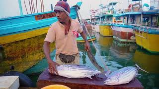 Tuna Cutting Technic from Sri Lankan Rural Fisherman [upl. by Esidnac]