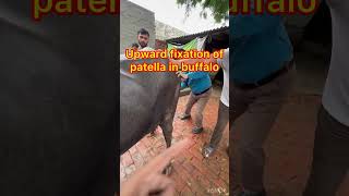 Upward fixation of patella in buffalo l MPD l dr Umar khan [upl. by Tica]