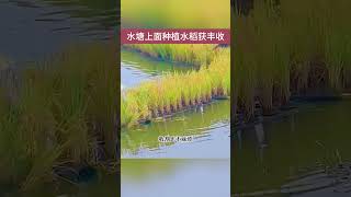 水塘上面种植水稻获得丰收，这样的技术才遥遥领先！ [upl. by Auehsoj250]