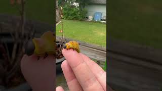 Caterpillars are basically nature’s hotdogs  actias luna North American Luna moth caterpillars [upl. by Maitilde]