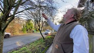 How to Prune Plum Trees  Seattle Arborist Chip Kennaugh [upl. by Luisa]