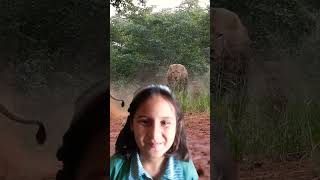 Lion attacks funny greenscreen viralvideo duet short [upl. by Airotnes]