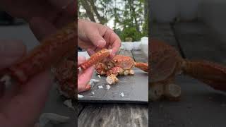 Pt 10 Eating Crab Horsehair Crab crab seafood horsehair [upl. by Cibis]