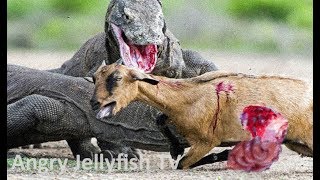 4 UNCENSORED 18 eaten ALIVE  Komodo Dragons eating a calf alive  Screaming  live feeding [upl. by Aduhey]