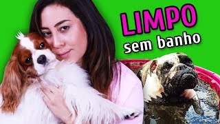 COMO MANTER O CACHORRO LIMPO SEM DAR BANHO [upl. by Merfe]