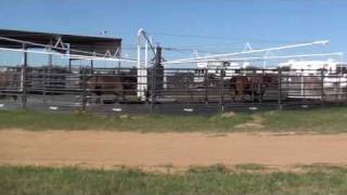 Priefert Panel Walker and Keeping Your Team Roping Horse in Shape [upl. by Frasch]