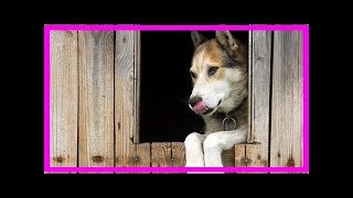 Der Pawlowsche Hund und die klassische Konditionierung [upl. by Jeana911]