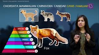 Taxonomy and Taxonomic Hierarchy Biological Classification of Living Things [upl. by Sandon]