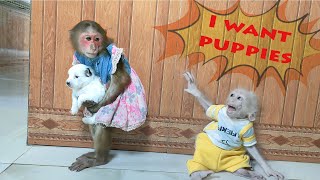 Best moments  Baby monkey Su KuKu MiMi Puppy and Mother Dog Compilation Video [upl. by Enelrac]