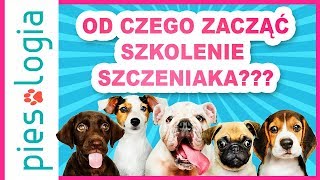 Od czego zacząć szkolenie szczeniaka [upl. by Malas]