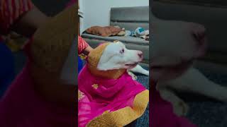 MY Sweet Doll jubinnautiyal music dog dogshorts ytshorts 2024 trending viralvideo [upl. by Heindrick285]