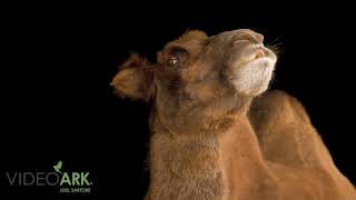 Critically endangered IUCN and federally endangered Bactrian camel Camelus bactrianus [upl. by Ahsekyw]