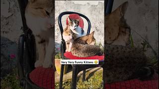 Very Very Funny Kittens 🤣 cat cute meow cat lover viral shorts viral [upl. by Sophie523]