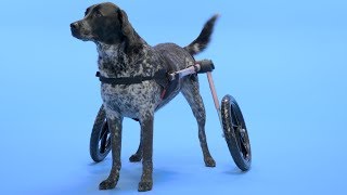 How to Measure Your Dog for Handicapped Pets Wheelchairs  Chewy [upl. by Letsyrhc]