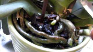 HOW TO WATER a Phalaenopsis ORCHID in Bark medium [upl. by Esma]