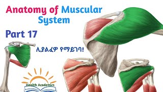 Anatomy of Muscular System Scapulohumeral Muscles Interesting Video with Amharic Speech Part 17 [upl. by Clyde535]