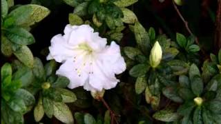 Growing Azaleas [upl. by Andres]