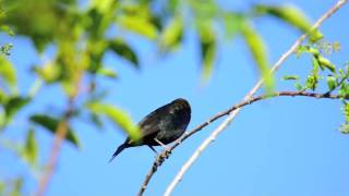 Brownheaded Cowbirds [upl. by Hubbard574]