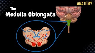 Medulla Oblongata Anatomy  External amp Internal White amp Grey matter  QUIZ [upl. by Letnuhs500]