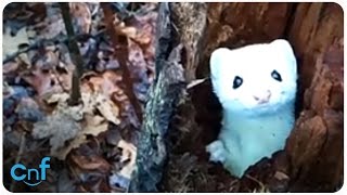 Ermine Says Hello [upl. by Shanleigh]