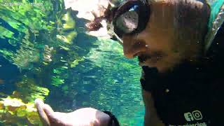 Cenote in Playa Del Carmen Raw video [upl. by Arakawa442]