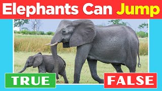 Animal Fun Facts True or False Bonanza Quiz [upl. by Vanny]