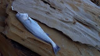 Dakhla pêche courbine 75 kg et poulpe [upl. by Aylward]