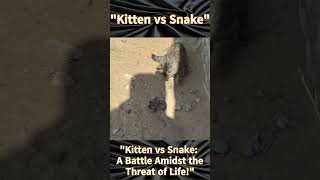 Kitten vs Snake A Battle Amidst the Threat of Life [upl. by Eterg]