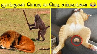 விலங்குகள் செய்த தரமான 200 காமெடி சம்பவங்கள்  Monkey Funny Moment of The Year 2023 [upl. by Anividul]