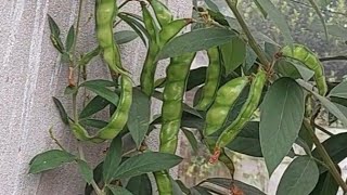 Organic Pigeonpea Arhar Fabaceae Farming GSO Kitchen Garden [upl. by Sax809]