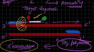 Taq Man Assay Real time PCR [upl. by Dielle]