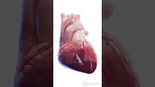 💓 Cardiac Tamponade A LifeThreatening Condition 💓 anatomy [upl. by Sugden]