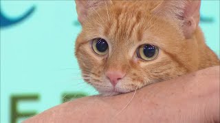 Whisker Wednesday  Meet Foxy A Beautiful Orange Cat Up for Adoption [upl. by Llennahs29]