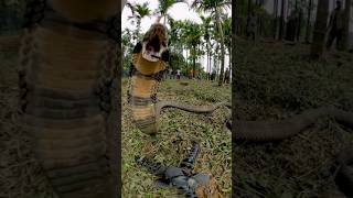 The Deadly Bite of the King Cobra Can Kill an Elephant in 3 HoursKing Cobra vs Elephant simulation [upl. by Lienaj]