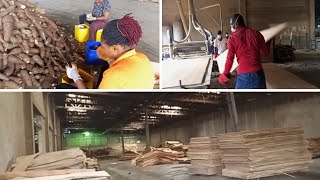 OUR VISIT TO A PLYWOOD FACTORY IN BEREKUM GHANA [upl. by Johen195]