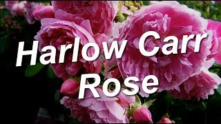 Harlow Carr Rose [upl. by Lleon]