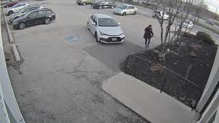 Protective Goose Attacks Girl in Parking Lot While She Tries Entering Her Workplace  11170094 [upl. by Ajdan]