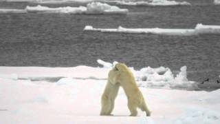 Spitzbergen  Polarbär Spezial [upl. by Panthea]