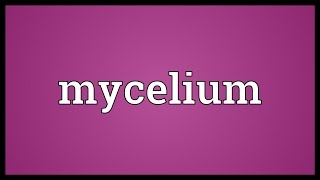 Mycelium Meaning [upl. by Sral]