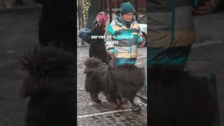 The Tibetan Mastiff is an old breed that has been used in monasteries in Tibet tibetanmastiff [upl. by Lienet]